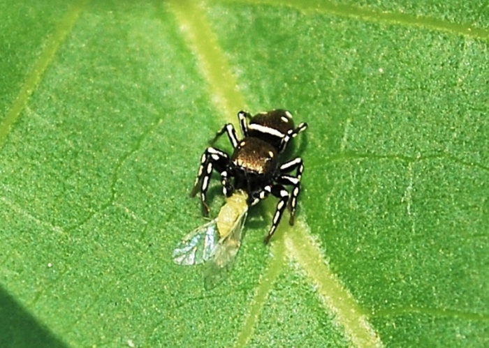 Heliophanus kochii